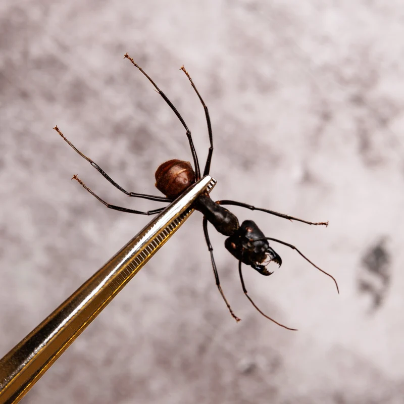 Giant Soldier Ants (Camponotus gigas) - A1 Spread Specimens (Set of 2)