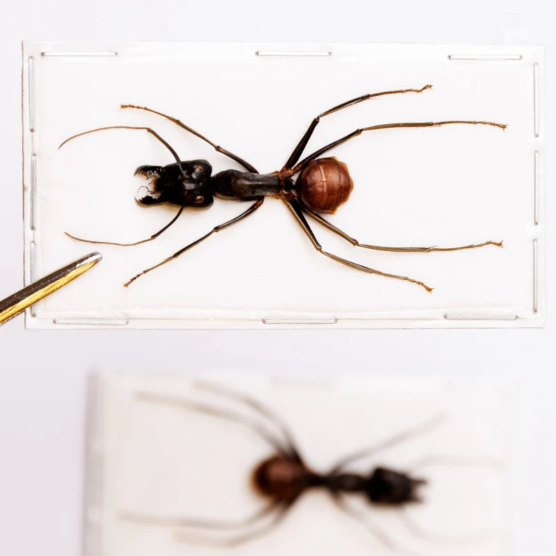 Giant Soldier Ants (Camponotus gigas) - A1 Spread Specimens (Set of 2)