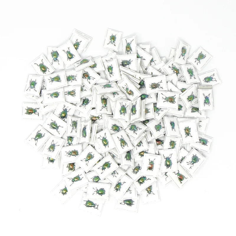 10 Tiny Shiny Beetles (Platycorynus nitidus) A1 Entomology Specimens (wholesale)