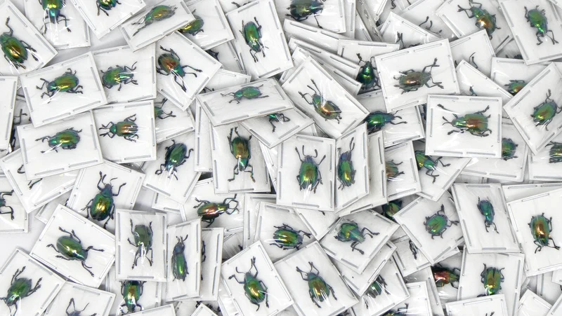 10 Tiny Shiny Beetles (Platycorynus nitidus) A1 Entomology Specimens (wholesale)