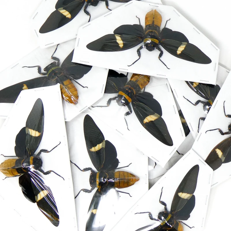 10 Tosena depicta, Long-wing Cicadas, A1 Entomology Spread Specimens (wholesale)