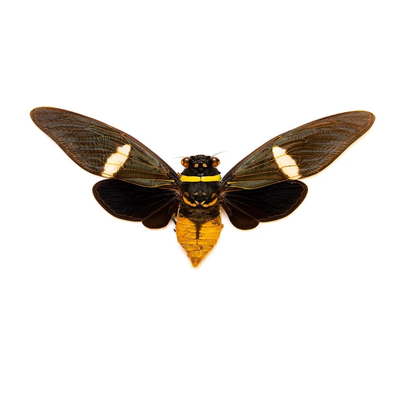10 Tosena depicta, Long-wing Cicadas, A1 Entomology Spread Specimens (wholesale)