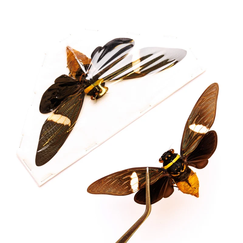 10 Tosena depicta, Long-wing Cicadas, A1 Entomology Spread Specimens (wholesale)