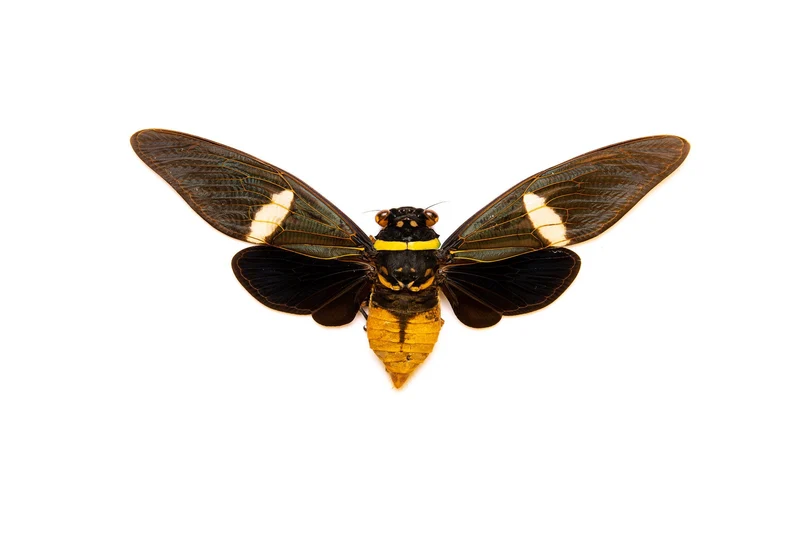 10 Tosena depicta, Long-wing Cicadas, A1 Entomology Spread Specimens (wholesale)