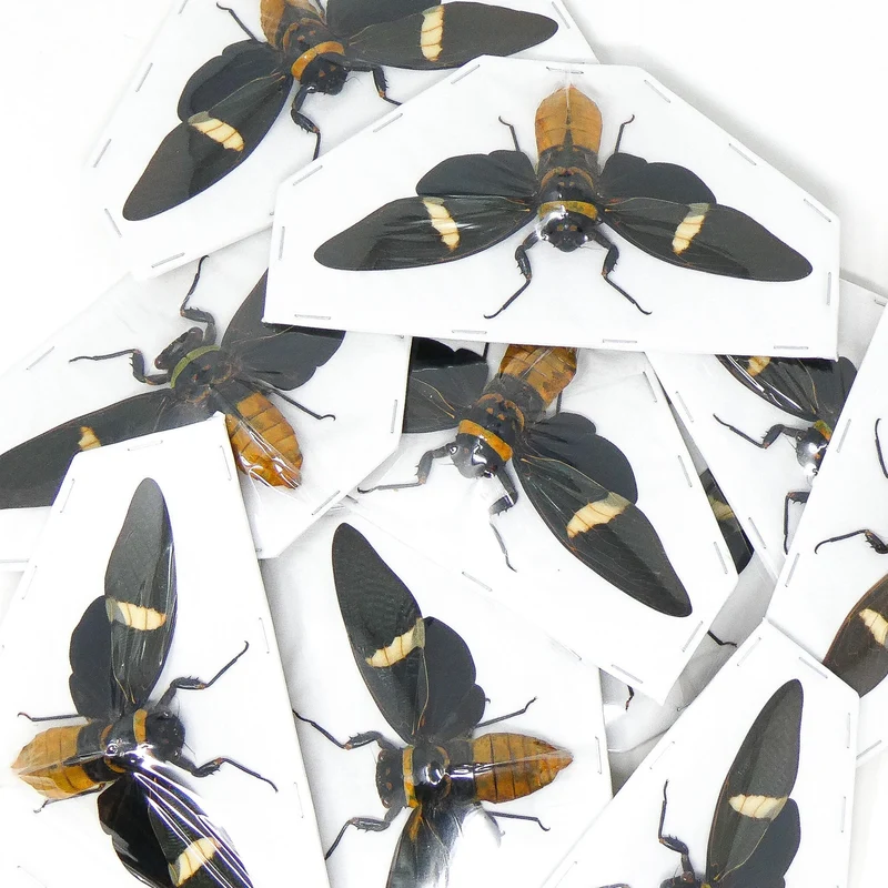 10 Tosena depicta, Long-wing Cicadas, A1 Entomology Spread Specimens (wholesale)