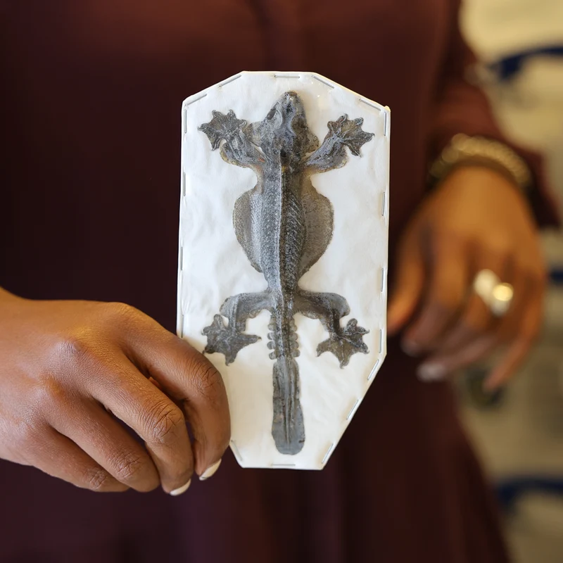 Kuhl's Flying Gecko (Ptychozoon kuhli) | Dry-Preserved Taxidermy Specimen – BugsDirect