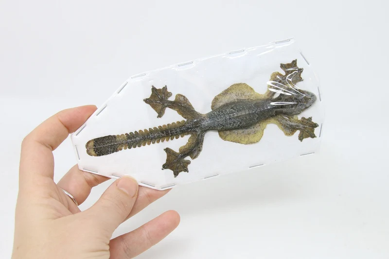 Kuhl's Flying Gecko (Ptychozoon kuhli) | Dry-Preserved Taxidermy Specimen – BugsDirect