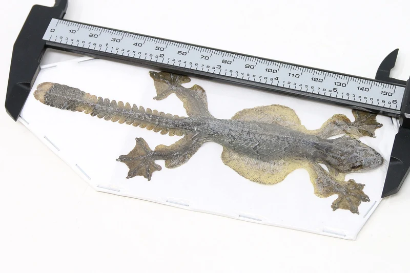 Kuhl's Flying Gecko (Ptychozoon kuhli) | Dry-Preserved Taxidermy Specimen – BugsDirect