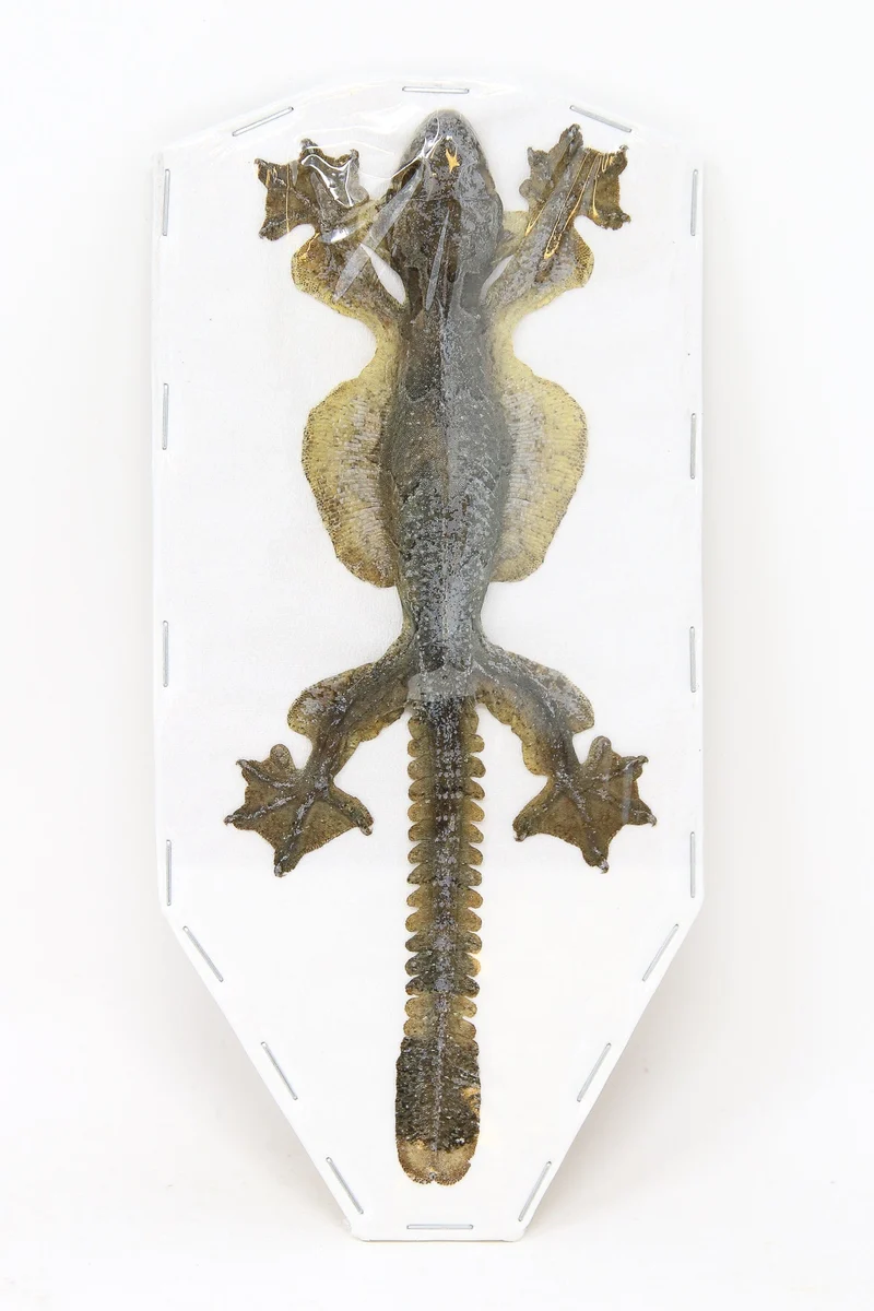 Kuhl's Flying Gecko (Ptychozoon kuhli) | Dry-Preserved Taxidermy Specimen – BugsDirect