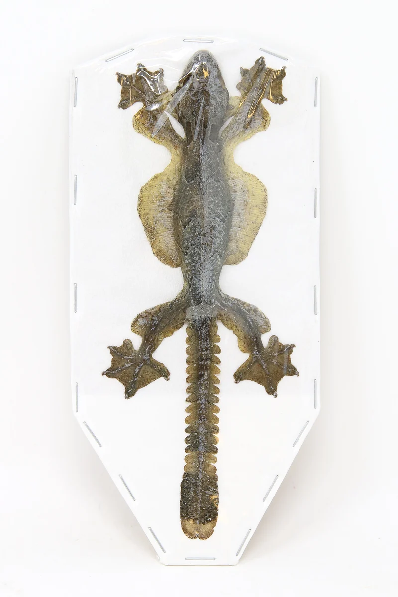 Kuhl's Flying Gecko (Ptychozoon kuhli) | Lot of 5 Dry-Preserved Taxidermy Specimens – BugsDirect
