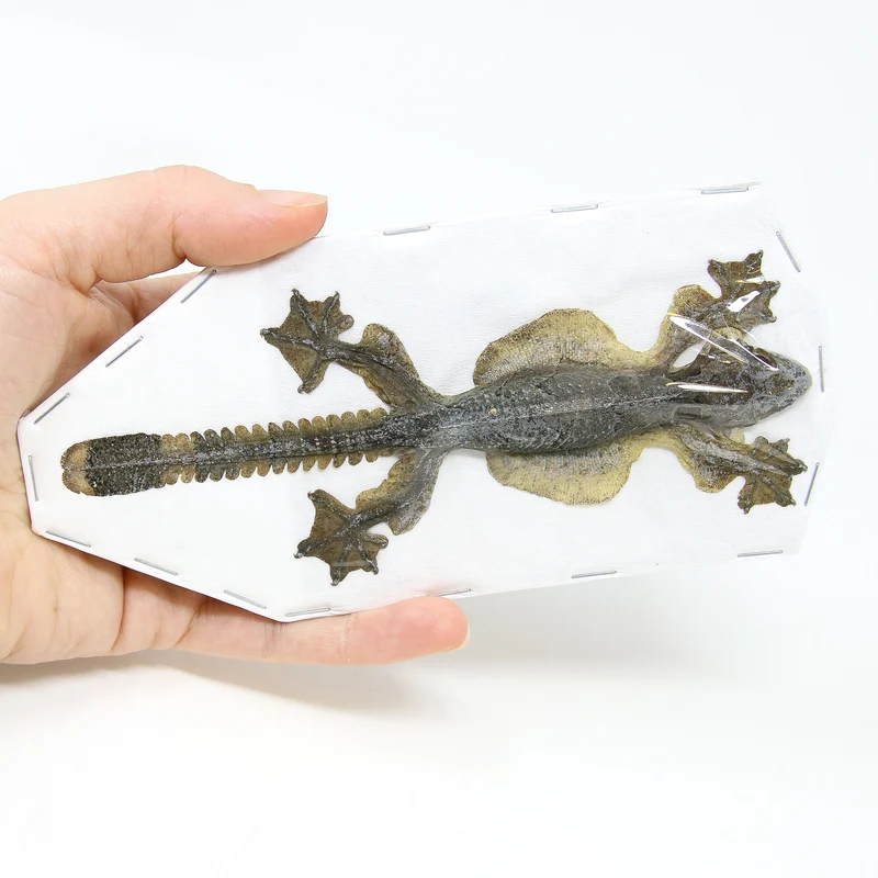 Kuhl's Flying Gecko (Ptychozoon kuhli) | Lot of 5 Dry-Preserved Taxidermy Specimens – BugsDirect