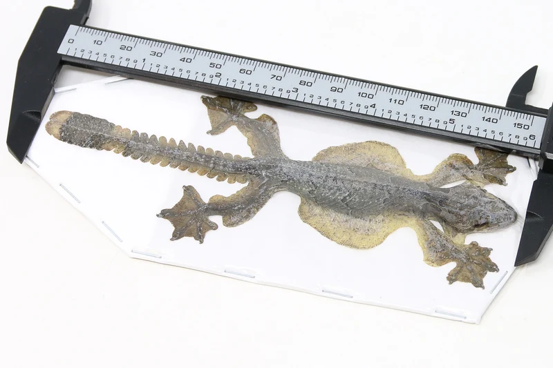 Kuhl's Flying Gecko (Ptychozoon kuhli) | Lot of 5 Dry-Preserved Taxidermy Specimens – BugsDirect