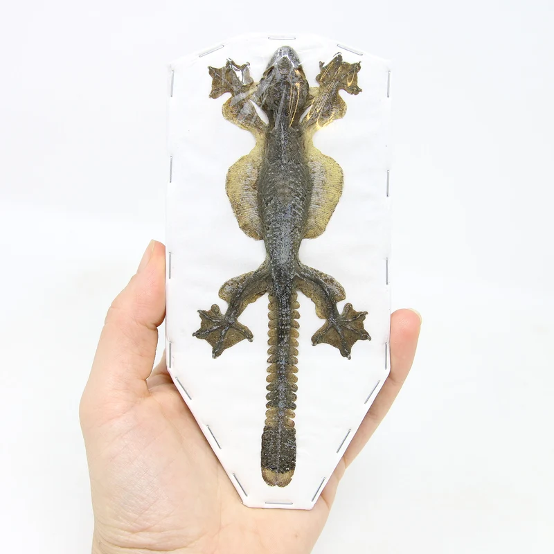 Kuhl's Flying Gecko (Ptychozoon kuhli) | Lot of 5 Dry-Preserved Taxidermy Specimens – BugsDirect
