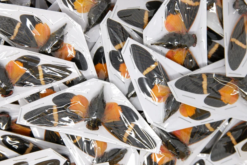 Orange Cicada (Tosena paviei) — A1 Spread Specimens
