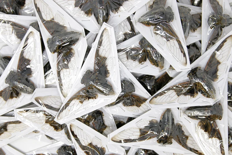 Wholesale Bat-Wing Cicadas (Cryptotympana aquila) — A1 Wings Spread, 100–120mm