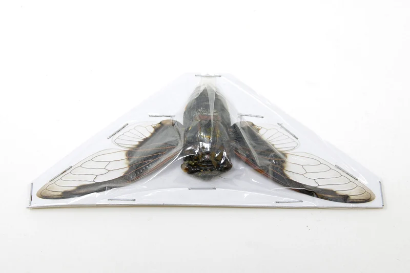 Wholesale Bat-Wing Cicadas (Cryptotympana aquila) — A1 Wings Spread, 100–120mm
