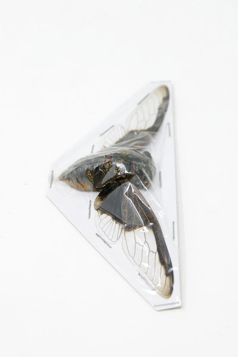 Wholesale Bat-Wing Cicadas (Cryptotympana aquila) — A1 Wings Spread, 100–120mm