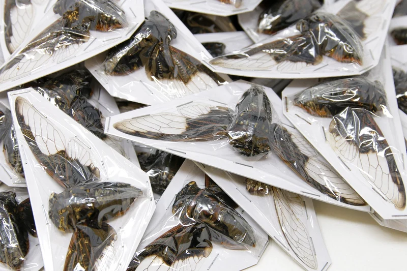 Wholesale Bat-Wing Cicadas (Cryptotympana aquila) — A1 Wings Spread, 100–120mm