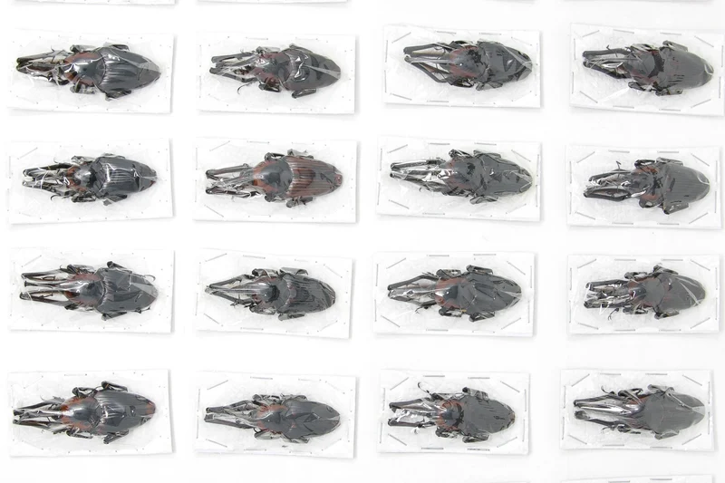 WHOLESALE Giant Bamboo Weevils (Cyrtotrachelus buqueti) A1 Specimens