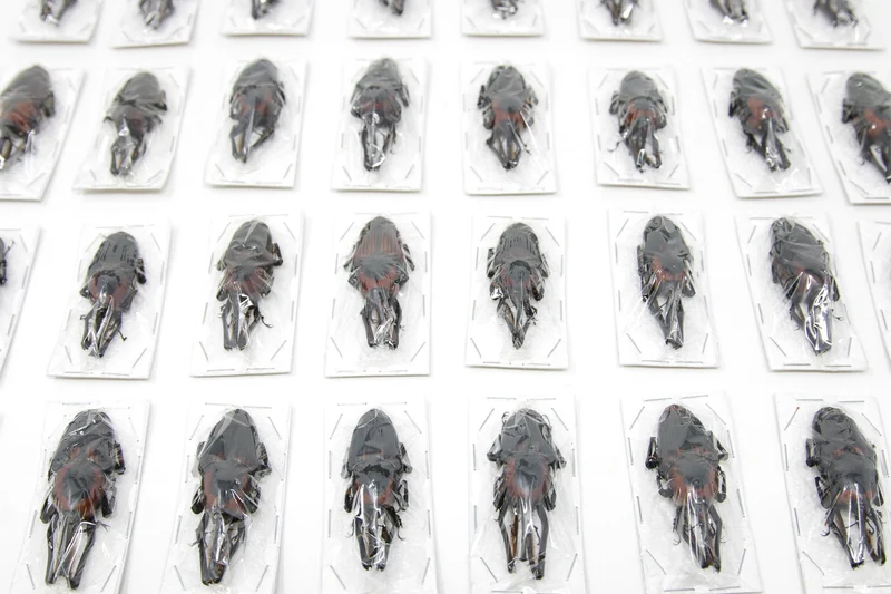 WHOLESALE Giant Bamboo Weevils (Cyrtotrachelus buqueti) A1 Specimens