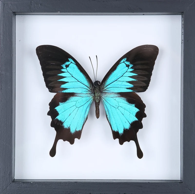 The Blue Swallowtail Butterfly (Papilio ulysses) See-through Glass Frame 7 x 7 In