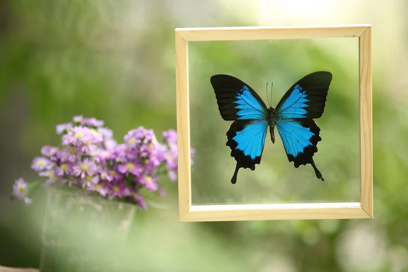 The Blue Swallowtail Butterfly (Papilio ulysses) See-through Glass Frame 7 x 7 In
