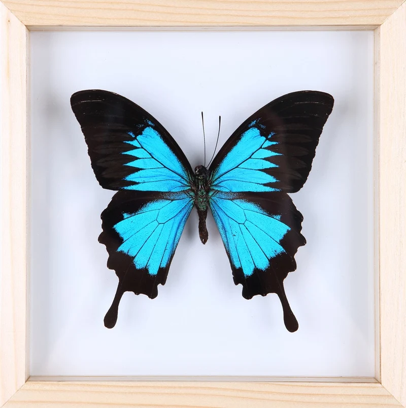 The Blue Swallowtail Butterfly (Papilio ulysses) See-through Glass Frame 7 x 7 In