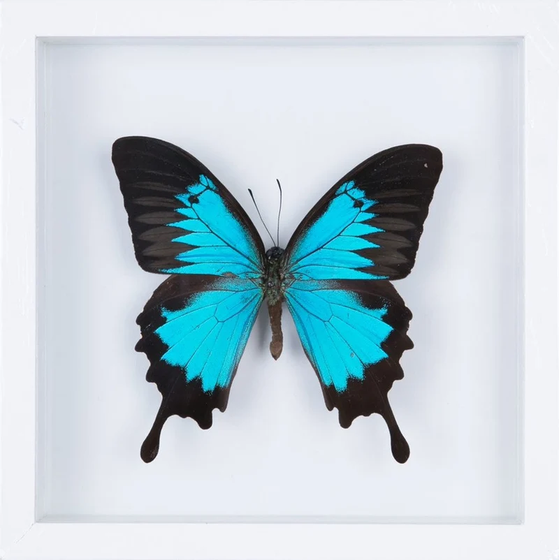 The Blue Swallowtail Butterfly (Papilio ulysses) See-through Glass Frame 7 x 7 In