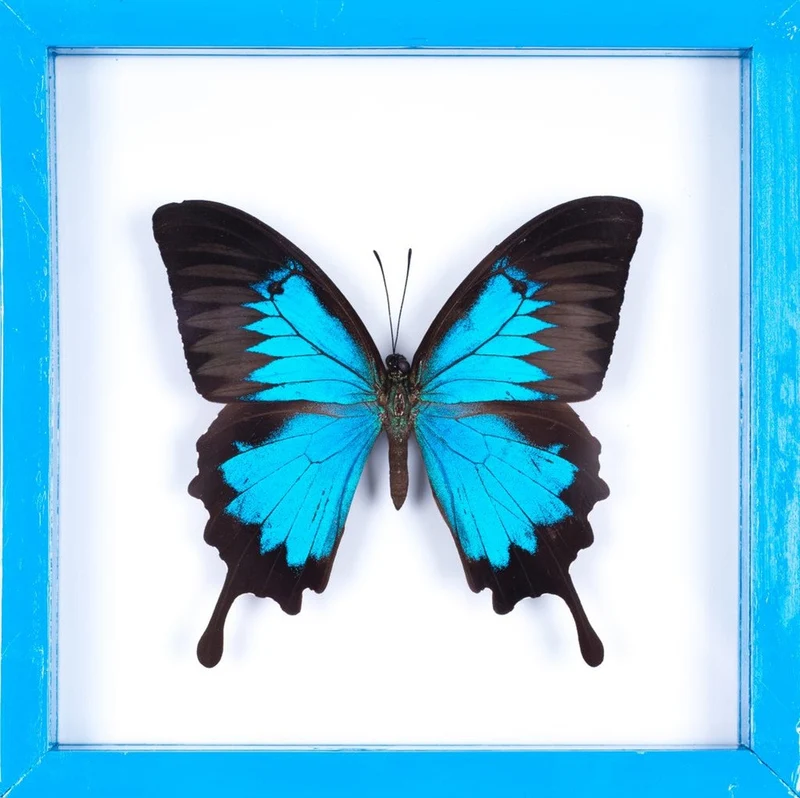 The Blue Swallowtail Butterfly (Papilio ulysses) See-through Glass Frame 7 x 7 In