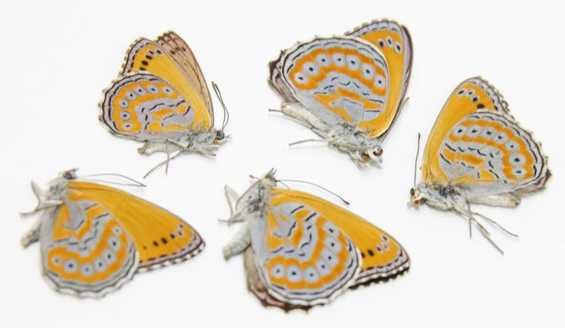 TWO (2) Spotted Lilac Tree-Nymph Butterflies (Sevenia pechueli) A1 Preserved Butterfly Specimens