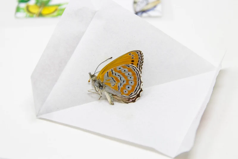 TWO (2) Spotted Lilac Tree-Nymph Butterflies (Sevenia pechueli) A1 Preserved Butterfly Specimens