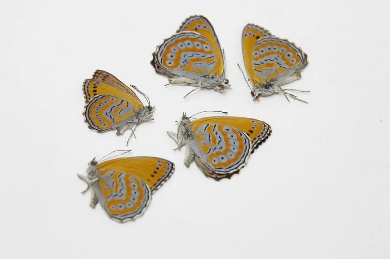 TWO (2) Spotted Lilac Tree-Nymph Butterflies (Sevenia pechueli) A1 Preserved Butterfly Specimens