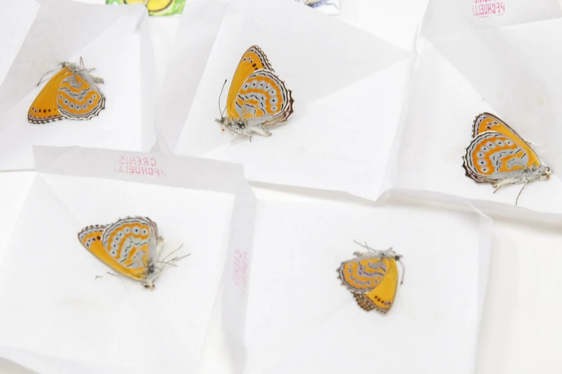 TWO (2) Spotted Lilac Tree-Nymph Butterflies (Sevenia pechueli) A1 Preserved Butterfly Specimens