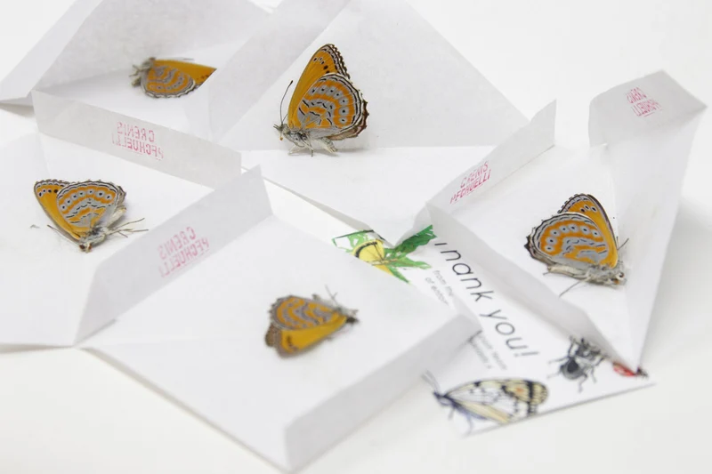 TWO (2) Spotted Lilac Tree-Nymph Butterflies (Sevenia pechueli) A1 Preserved Butterfly Specimens