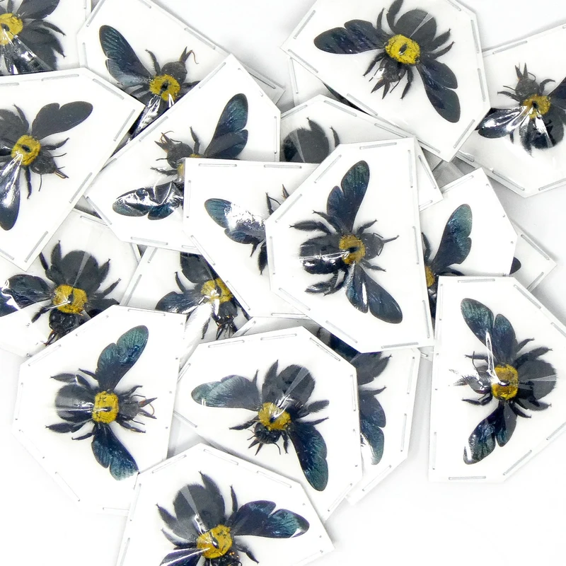 Lot of 25 Yellow Carpenter Bees (Xylocopa aestuans) | A1 Spread Specimens