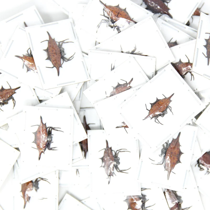 10 Gasteracantha diardi Spiny Orb-Weaver Spider Specimen | A1 Quality | Dry-Preserved ARANEAE (wholesale)
