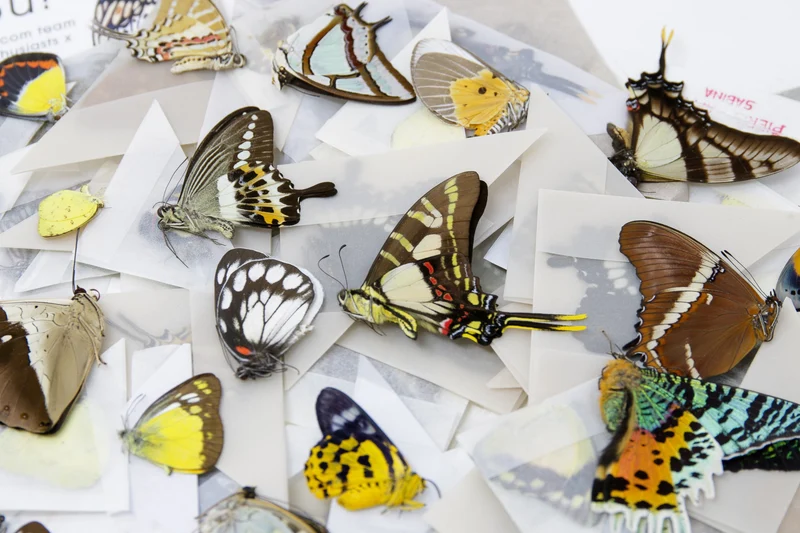 10 Real Butterflies Worldwide Collection – Unmounted Papered Specimens A1 Condition