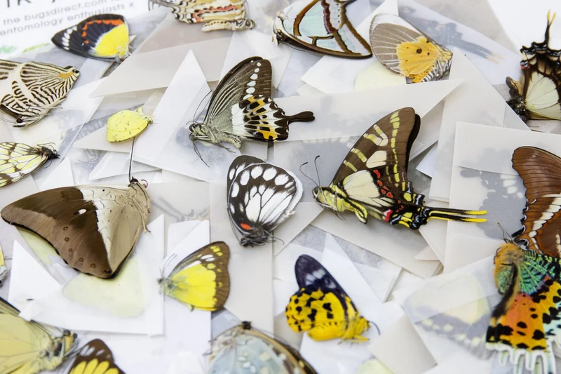 10 Real Butterflies Worldwide Collection – Unmounted Papered Specimens A1 Condition