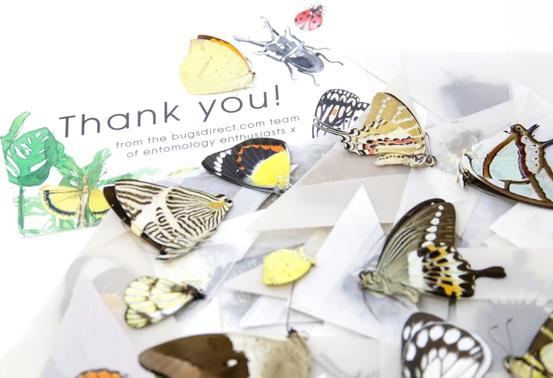 10 Real Butterflies Worldwide Collection – Unmounted Papered Specimens A1 Condition
