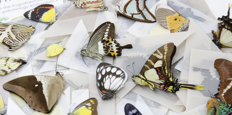 10 Real Butterflies Worldwide Collection – Unmounted Papered Specimens A1 Condition