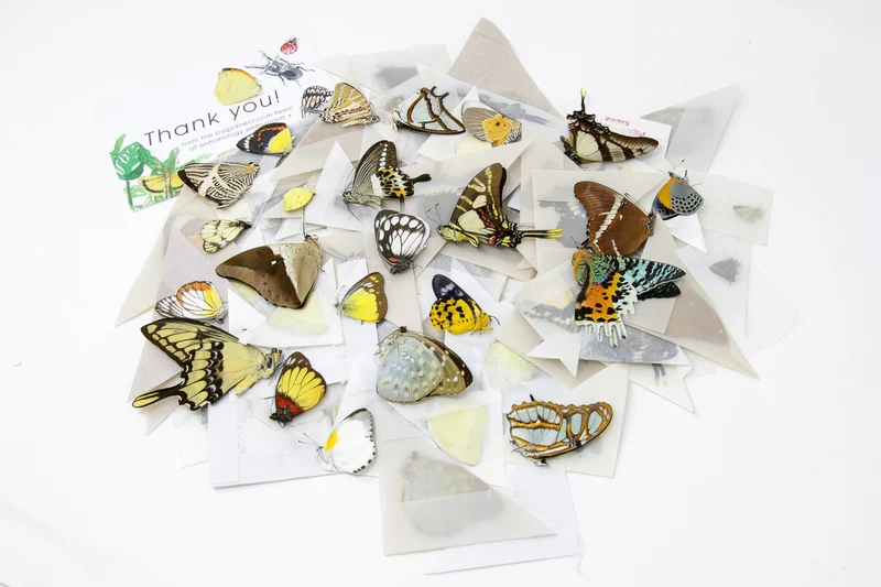 10 Real Butterflies Worldwide Collection – Unmounted Papered Specimens A1 Condition