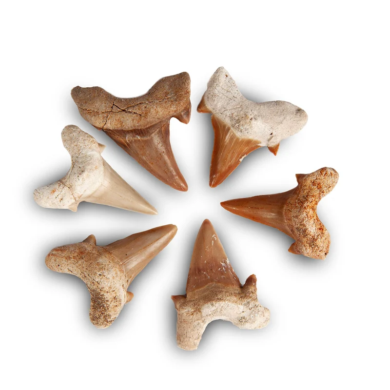 Fossil Otodus Shark Tooth | Pack of 1 | 40–50mm | Cretaceous | Morocco