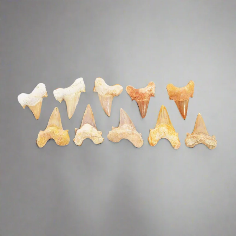 Fossil Otodus Shark Tooth | Pack of 1 | 40–50mm | Cretaceous | Morocco