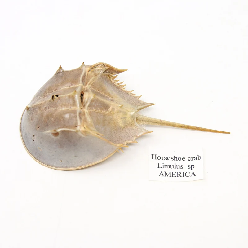 Horseshoe crab (Limulus species) Limulidae Sea-life Specimens for Collecting & Study