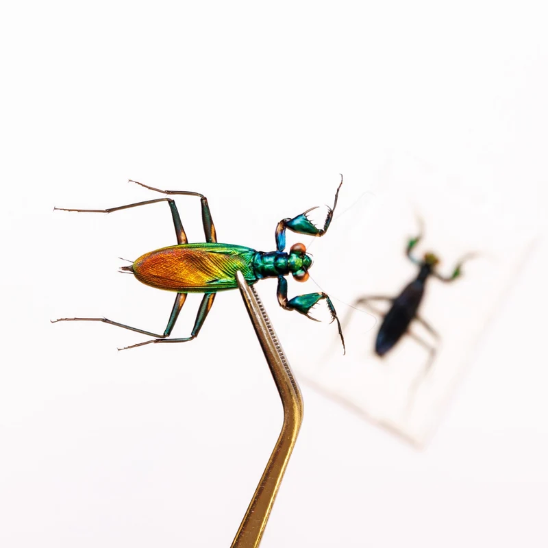 LOT OF 10 Metallic Bark Mantis (Metallyticus splendidus) Wholesale