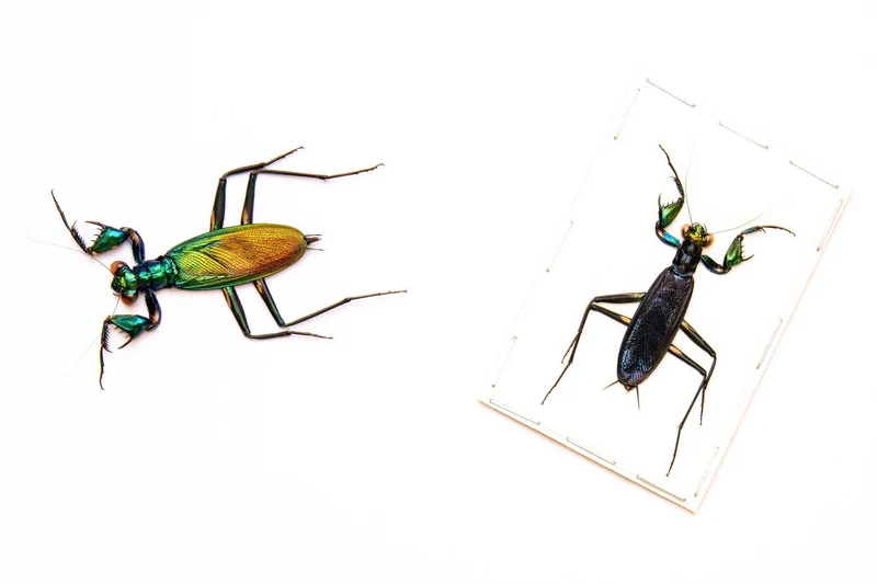 LOT OF 10 Metallic Bark Mantis (Metallyticus splendidus) Wholesale