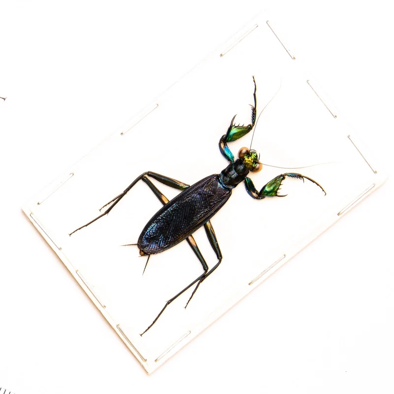 LOT OF 10 Metallic Bark Mantis (Metallyticus splendidus) Wholesale