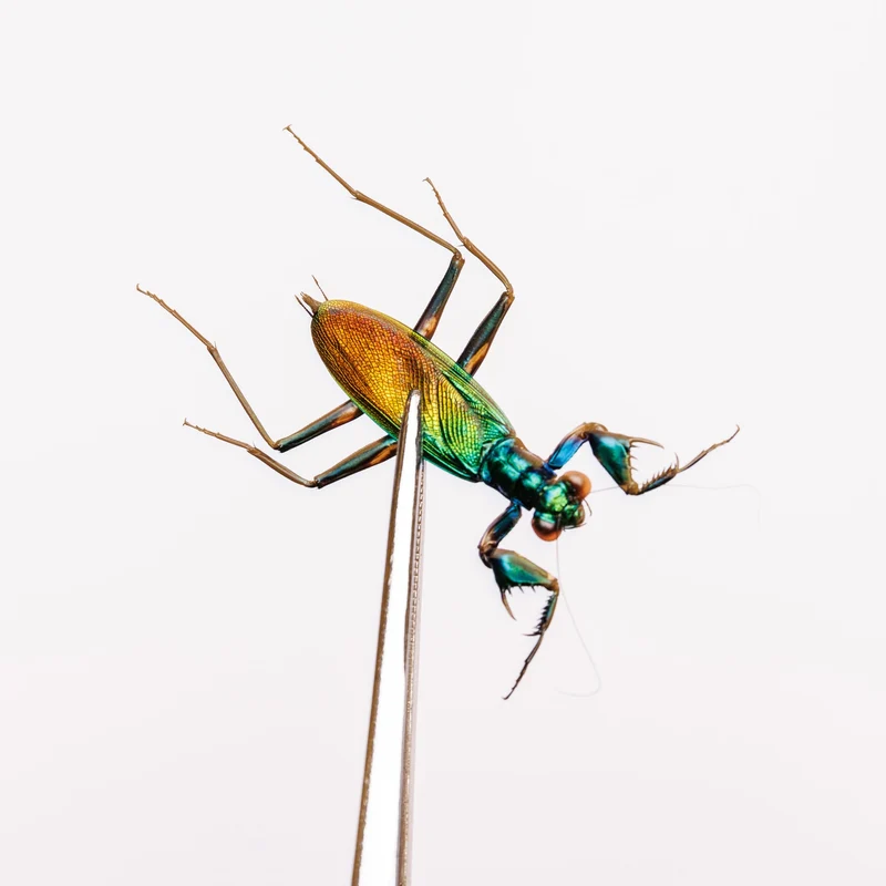 LOT OF 10 Metallic Bark Mantis (Metallyticus splendidus) Wholesale