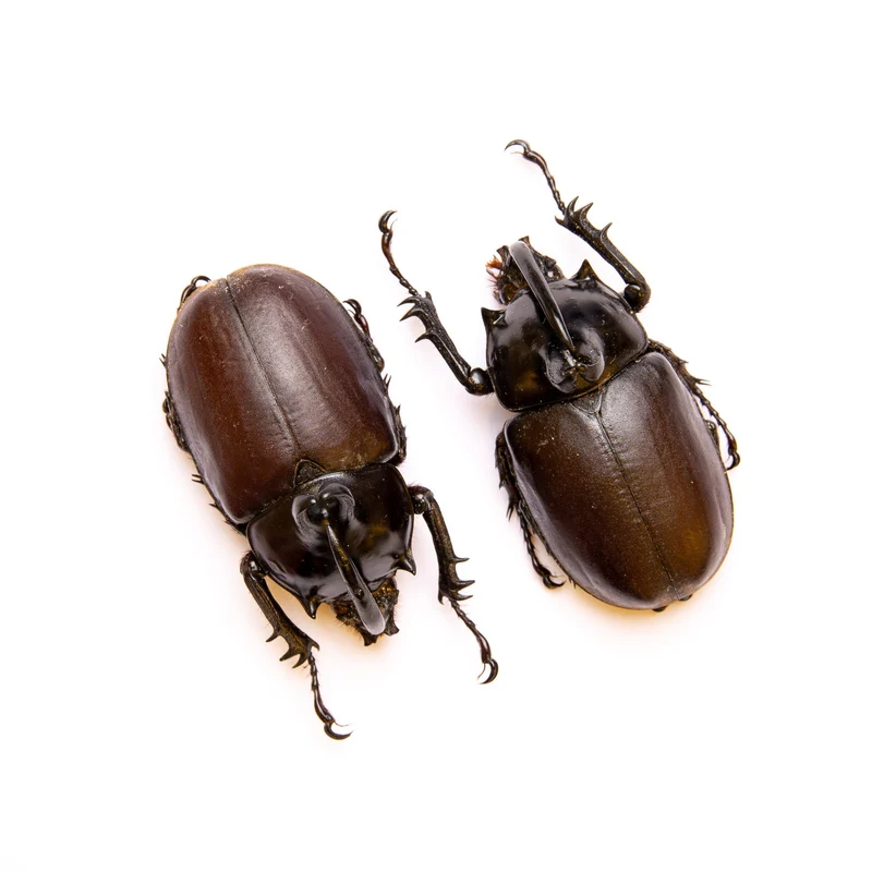 TWO (2) Rabbit Ears Rhino Beetles (Eupatorus Birmanicus) A1 Insect Specimens for Collecting, Art, Entomology