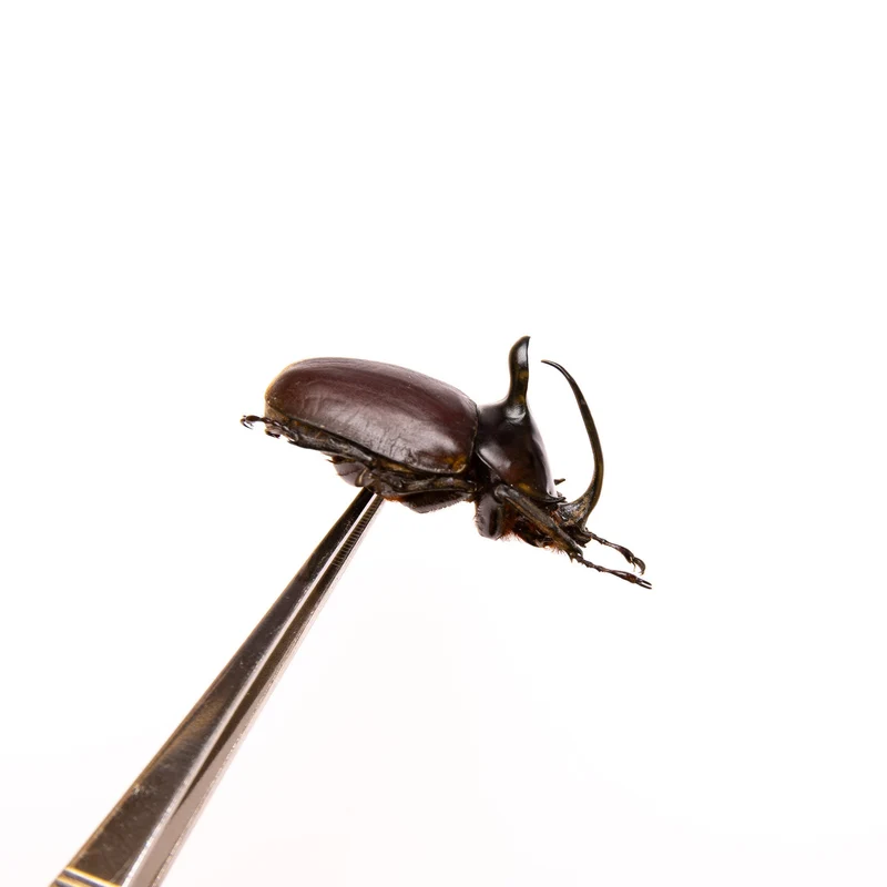 TWO (2) Rabbit Ears Rhino Beetles (Eupatorus Birmanicus) A1 Insect Specimens for Collecting, Art, Entomology
